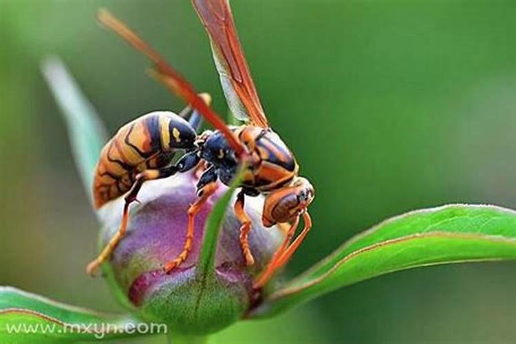 梦见马蜂围着自己但没被蛰