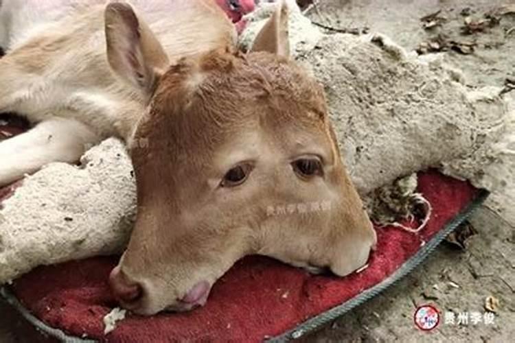 梦见母牛产下一头小牛
