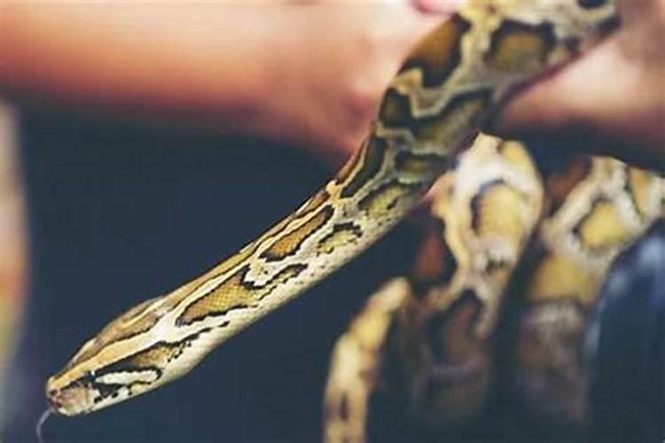 老是梦见蟒蛇是怎么回事？