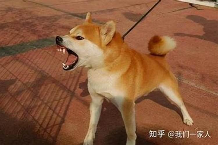 狗对人叫的预示着什么？