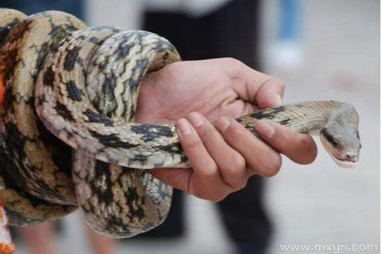 梦见别人抓蛇是什么预兆？