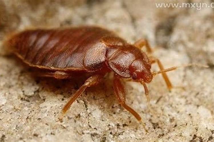 梦见臭虫是什么意思？