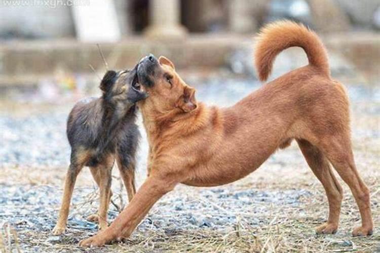 本命年的女人梦见被狗咬