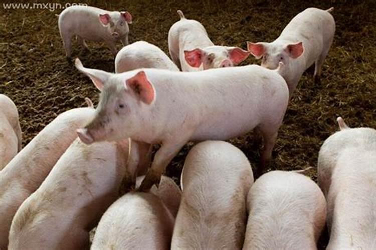 梦见猪粪是什么意思？