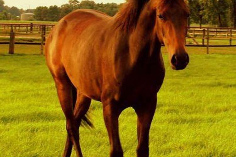 90年出生属马人的运程