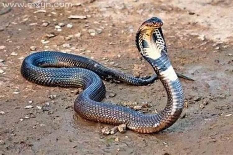 梦见亲人被蛇咬死了是什么预兆？