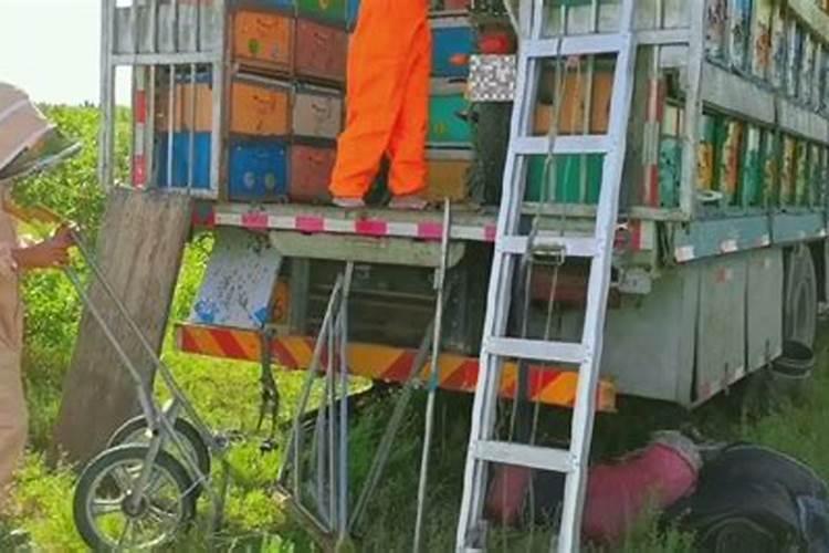 冬至过后蜜蜂能长途运输吗？