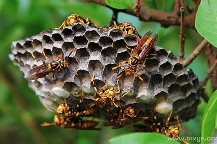 梦到马蜂窝和马蜂是什么意思？
