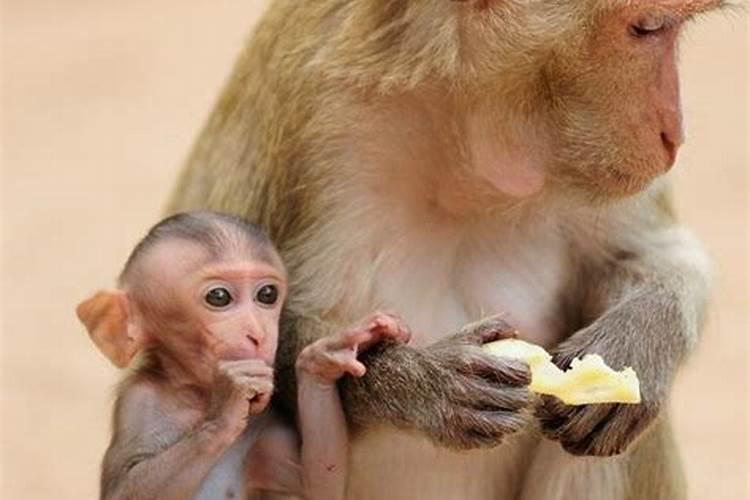 属猴一生事业运势如何？