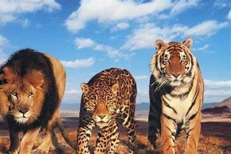 梦见老虎狮子豹子进村