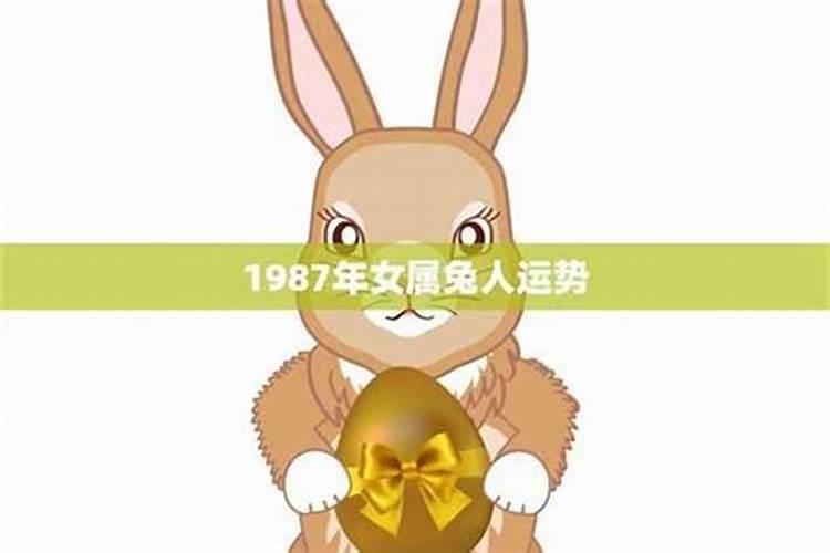 87年的兔子今年的运程