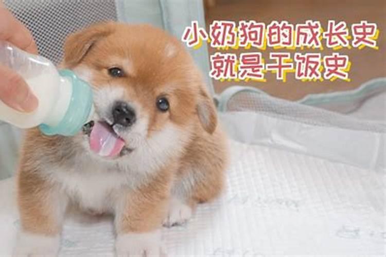 梦见狗吃奶是怎么了？