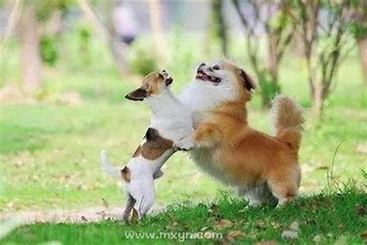 梦见狗扑过来但没咬住