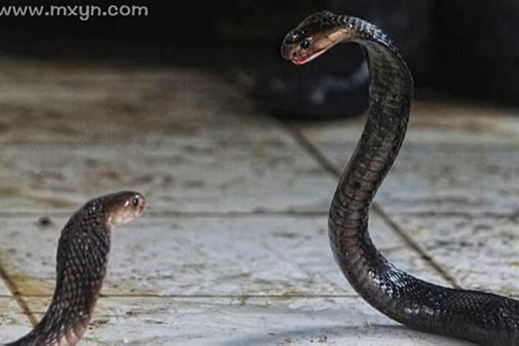 梦到杀死的蛇又活过来