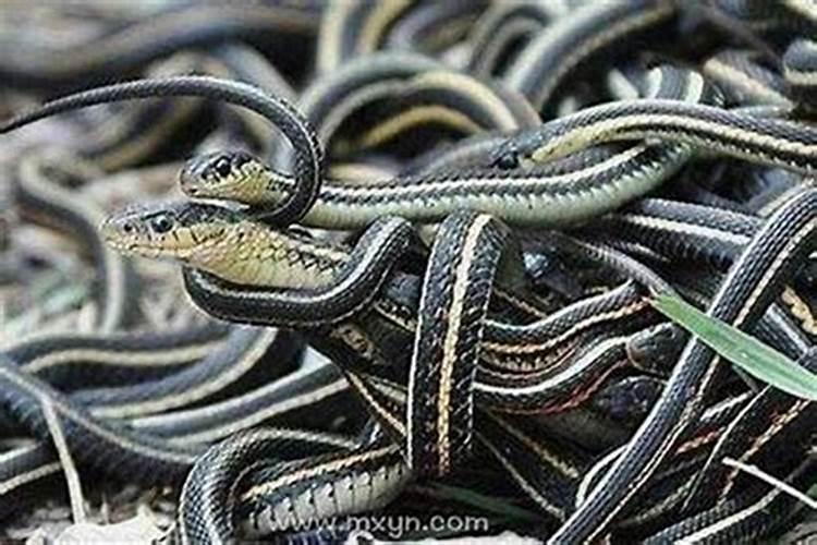 梦见蛇钻入身体是什么预兆解梦？