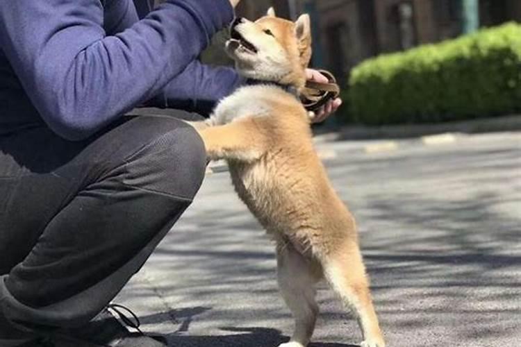 梦见狗狗往我身上扑