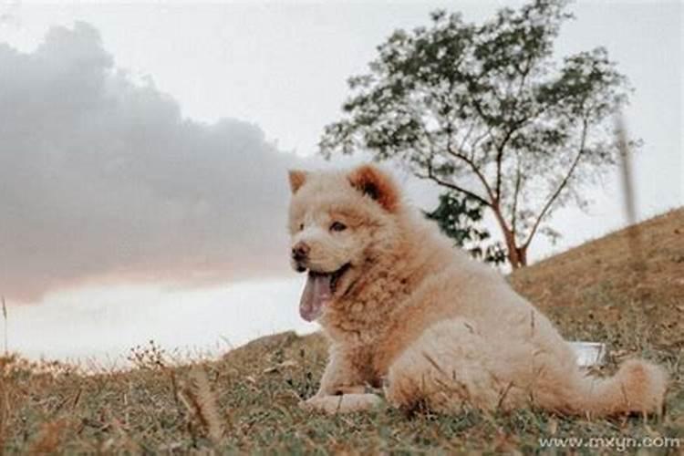 梦见狗什么意思周公解梦？