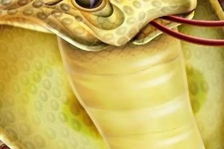 梦到大蛇预示着什么女人？