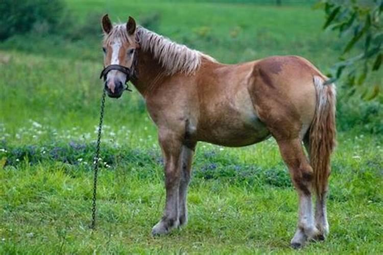 梦见家里养的马追自己