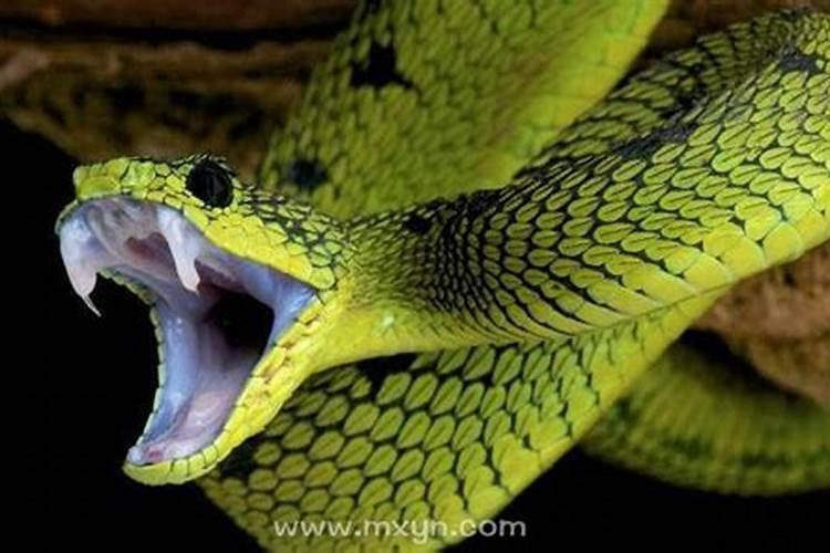 梦见蛇咬自己的手好不好？