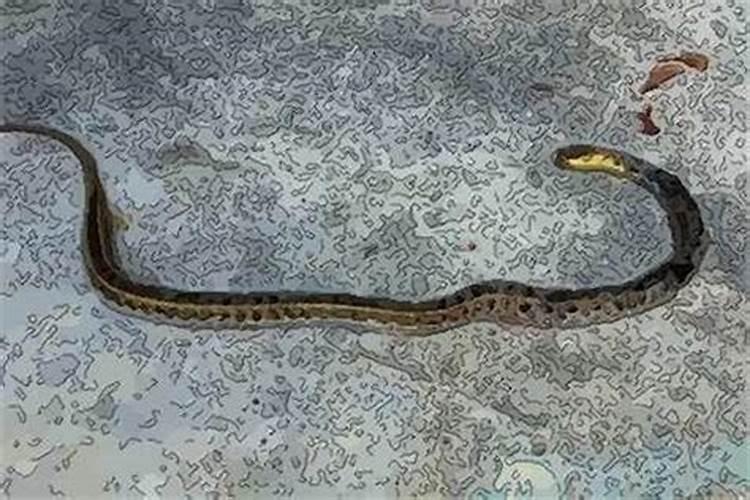 梦见蛇被自己扔出去了