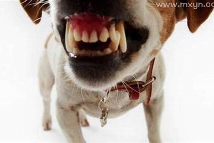 梦见狗是什么预兆咬我和我妈？