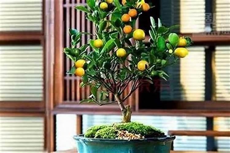 十月初一买什么花好运气？