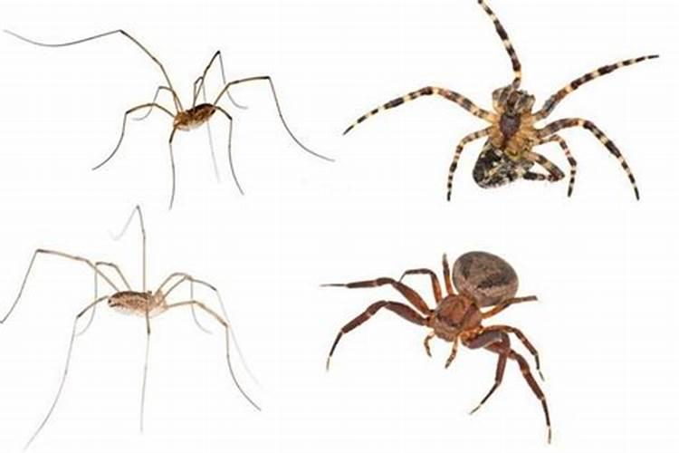 身上爬蜘蛛什么预兆？