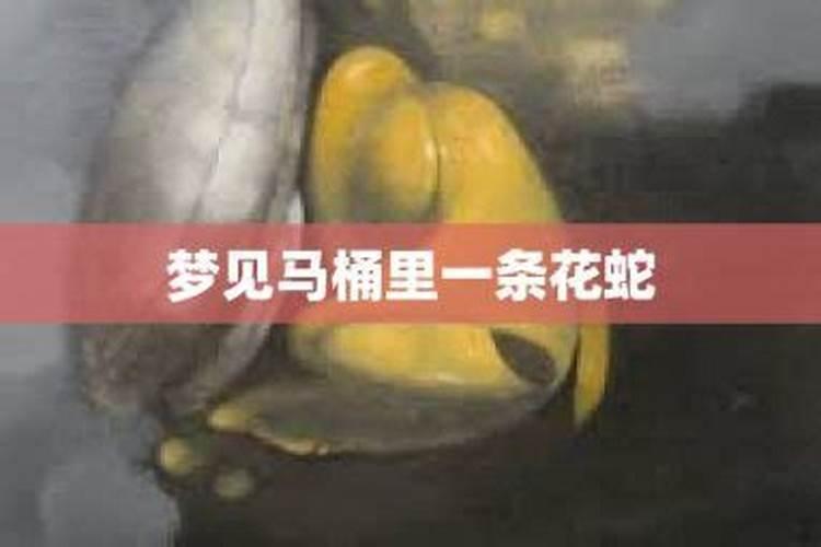 梦见马桶里有一条鱼