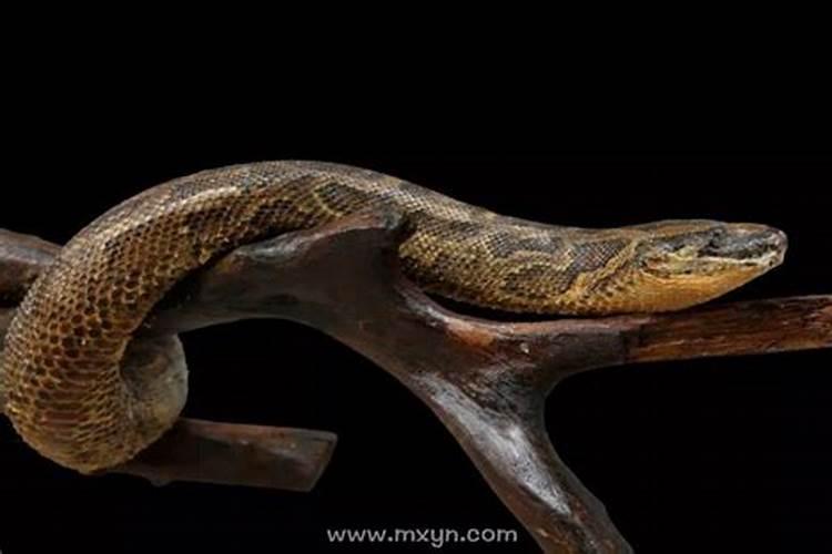 梦见别人被蟒蛇咬人是什么意思？