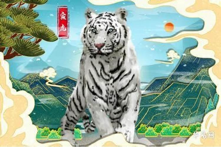 属虎的男孩2026年运势