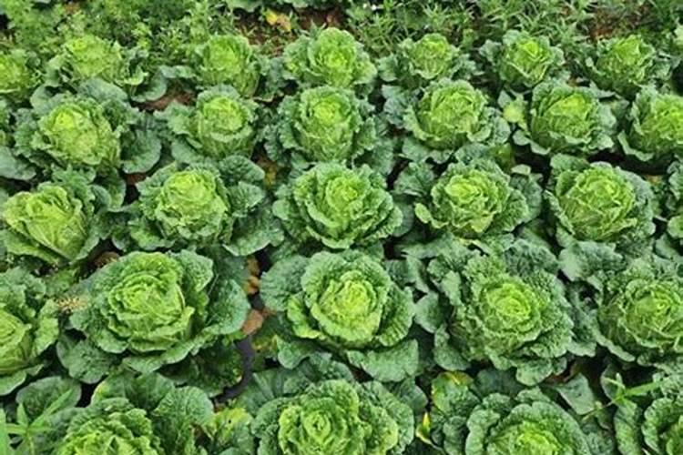 立春可以种植白菜几月可收？