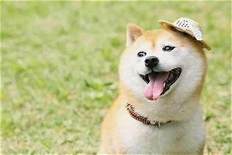 属羊跟属狗的合婚吗？