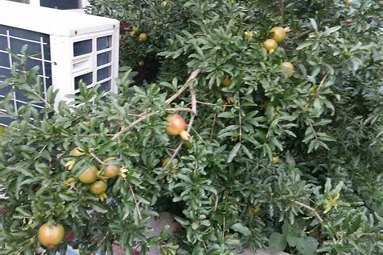 梦见别人家院里种的小橘子