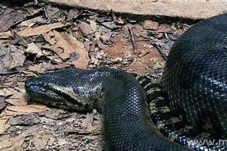 梦见蟒蛇攻击我没成功