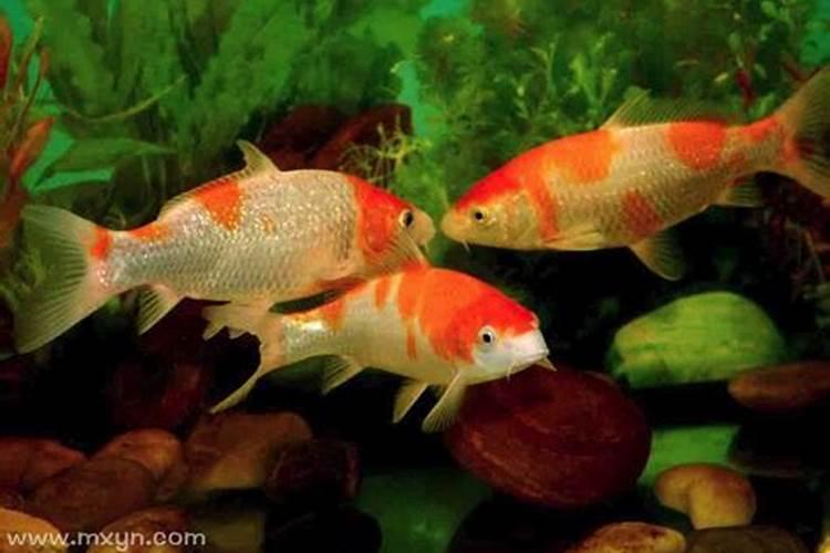 怀孕梦见鱼在水里游是什么意思？