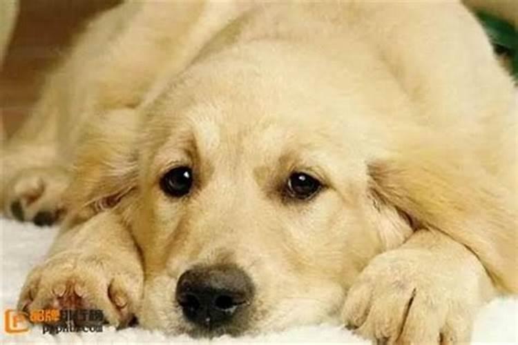 梦见狗的身上都是血好不好？