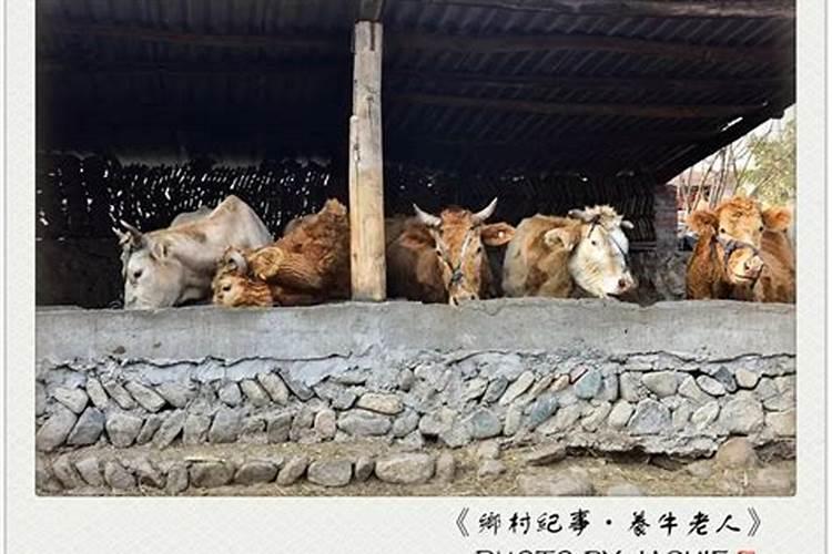 梦见牛棚里有很多牛？