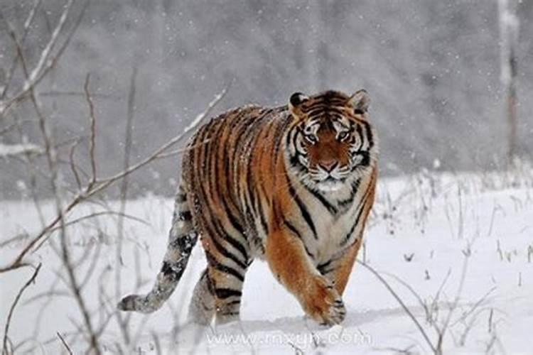 梦到被老虎追赶一直跑