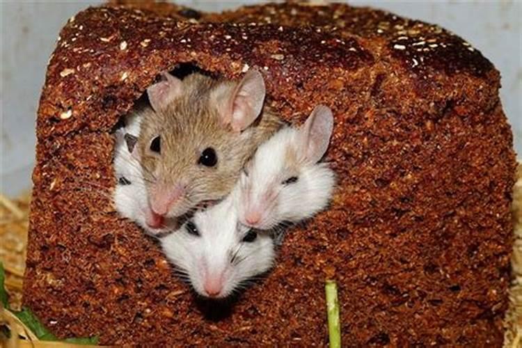 梦到一窝老鼠在床上爬