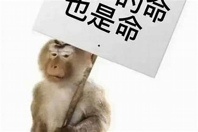 命贱是什么意思？