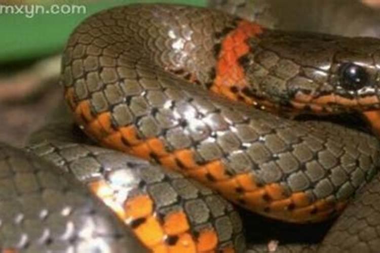 梦见大蛇是什么预兆周公解梦？