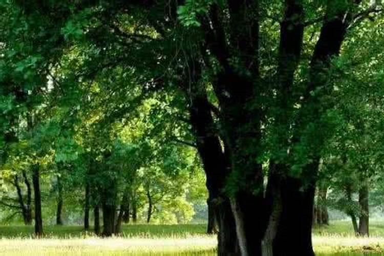 大林木和路旁土合婚吗？