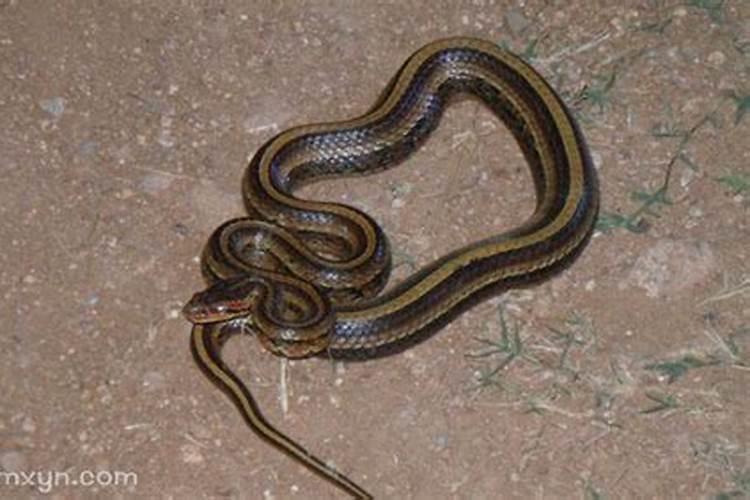 梦见蛇被砍断是什么预兆？