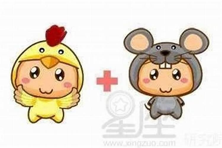 老鼠与龙八字合吗？