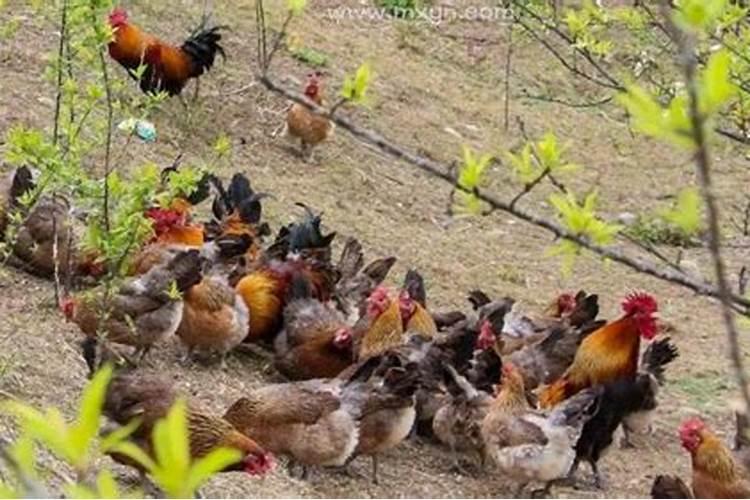 梦见鸡屎是什么意思？