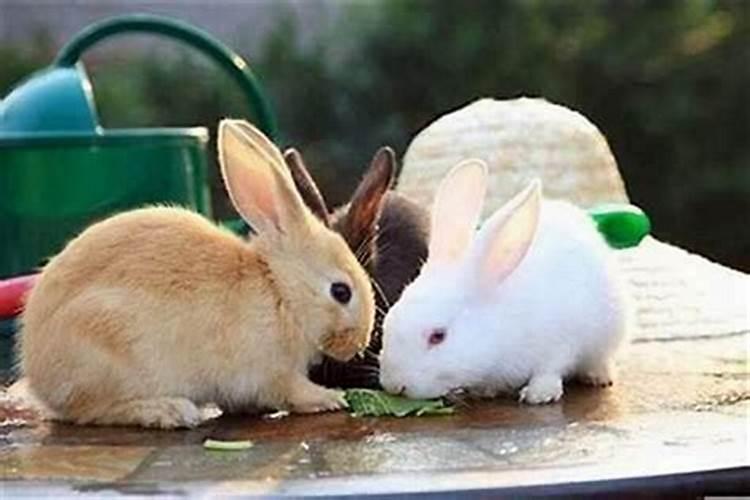 老鼠和兔子八字合吗？