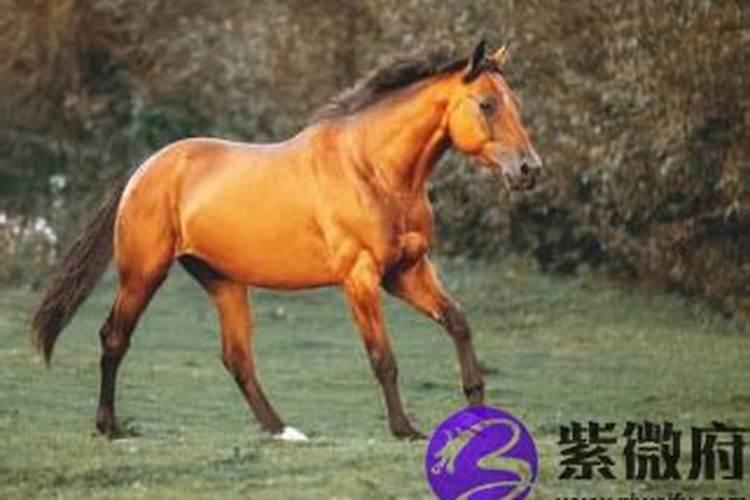 二月属马的运势如何？