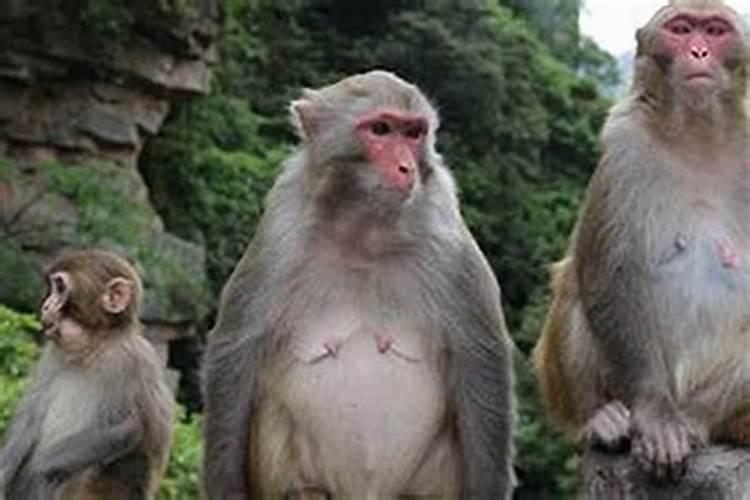 1992年6月生的猴运势怎样？