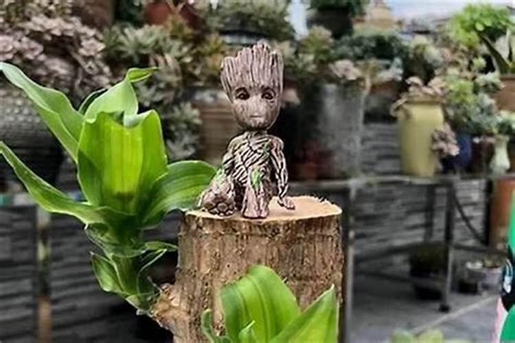 巴西木上的小人物叫什么？